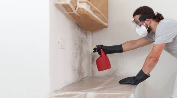 Professional Basement Mold Remediation technician working in Princeton, KY