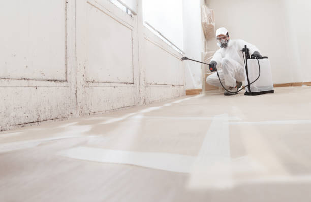 24/7 Emergency Basement Mold Remediation experts in Princeton, KY