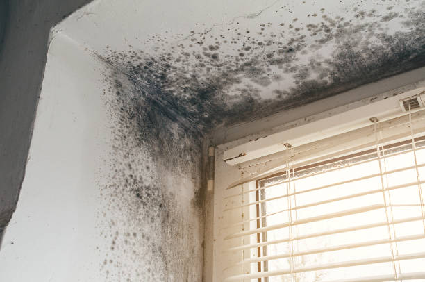 Affordable Basement Mold Remediation solutions in Princeton, KY