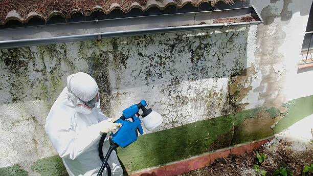 Top rated local Basement Mold Remediation specialists in Princeton, KY